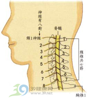 颈椎的正常解剖结构