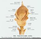 什么是男性生殖腺机能减退症