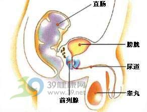 前列腺是人体非常少有的,具有内,外双重分泌功能的性分泌腺.