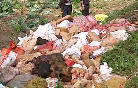 黑作坊回收死猪做腊肉 执法人员查获6吨死猪肉 黑作坊回收死猪做腊肉 执法人员查获6吨死猪肉