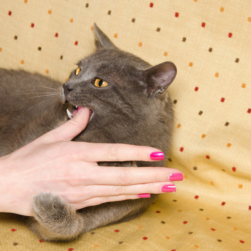 可爱猫猫优雅姿态做瑜伽