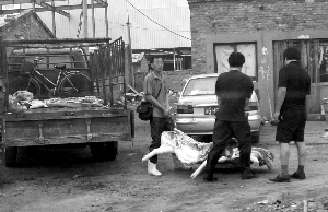 北京泔水猪流入市场 官方称法律“无处理规定” 北京泔水猪流入市场 官方称法律“无处理规定”