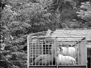 生猪惨遭商贩野蛮灌水 定点屠宰场照单全收(图) 生猪惨遭商贩野蛮灌水 定点屠宰场照单全收(图)