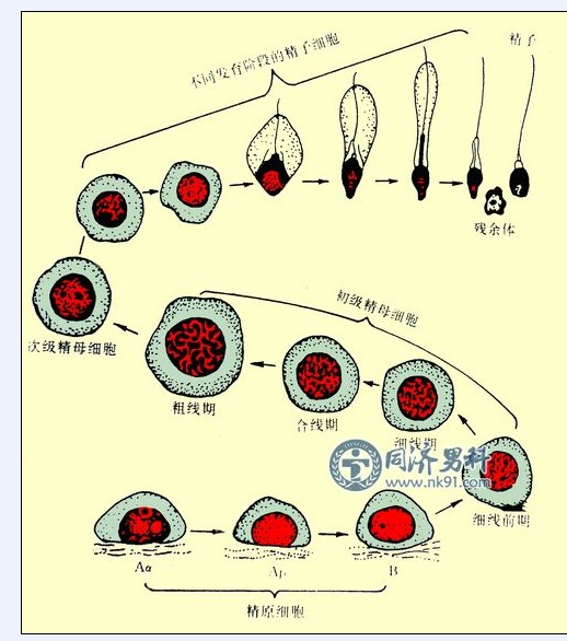 发育过程中,细胞的产生和死亡始终保持动态平衡,这句话错了,为什么,求