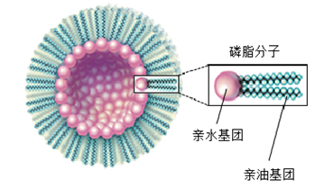 不只存在于洗衣粉 护肤化妆品中也含表面活性剂 不只存在于洗衣粉 护肤化妆品中也含表面活性剂