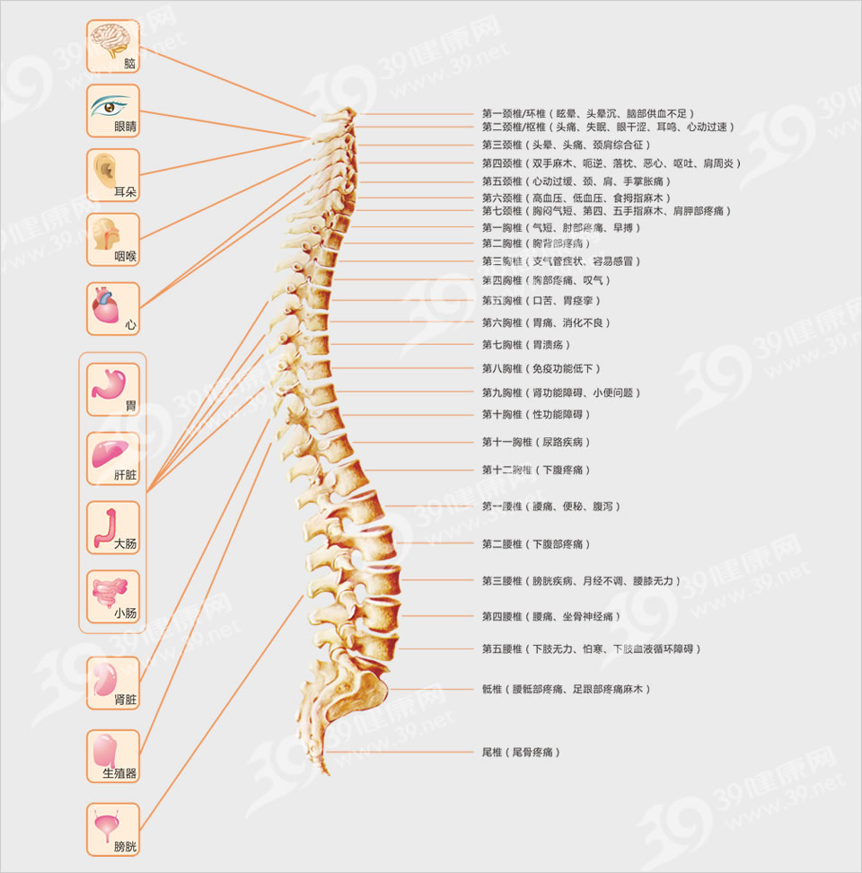 脊柱影响全身健康
