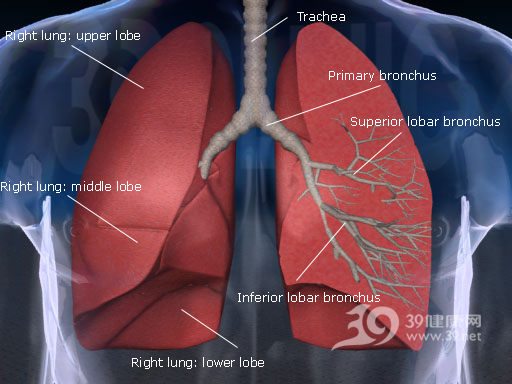 人體肺部結構圖