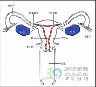 深圳市人民医院马利国、陈递林主任：宫颈癌可防也可治