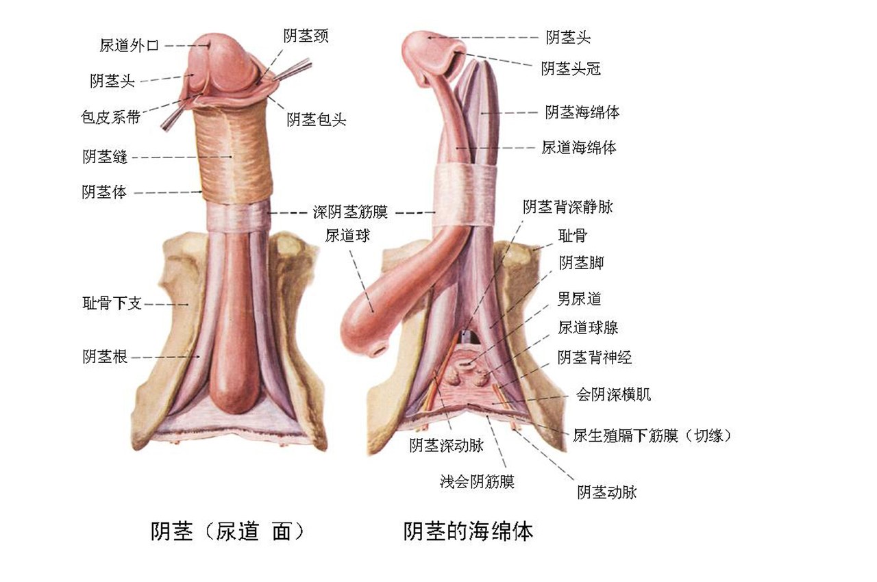 东莞哪个医院治疗包皮过长最权威