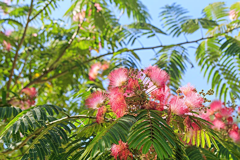 攀枝花治食管癌医院哪家比较好