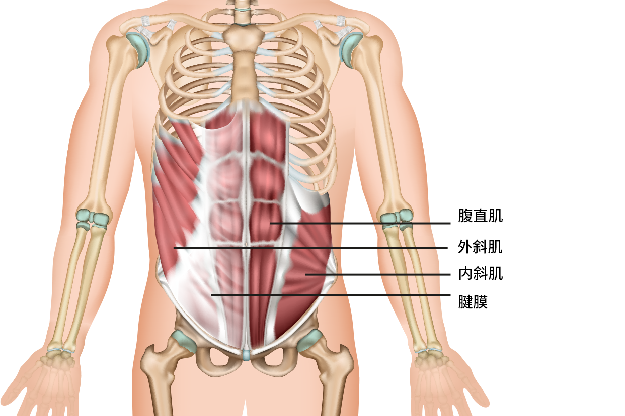 产后瘦腹 腹直肌修复 腹横肌激活跟练