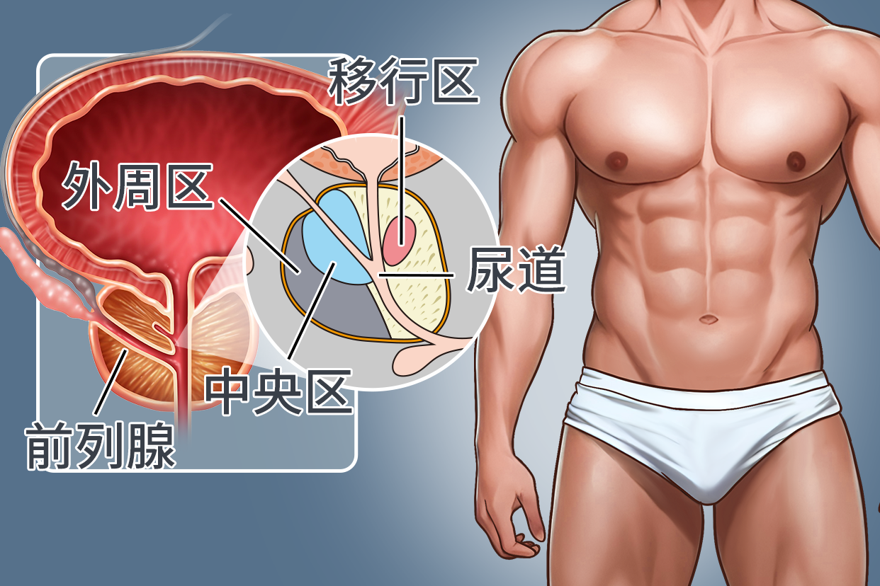 前列腺都有哪些结构和功能?