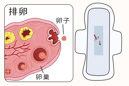 排卵期出血也能怀孕!