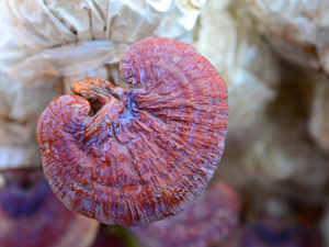 热点推荐:从云南文山到广州治疗肝癌哪家医院好——聚焦肝癌的个体化治疗与症状管理