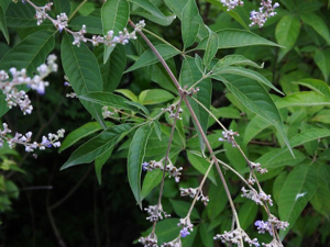 木防己和粉防己的区别