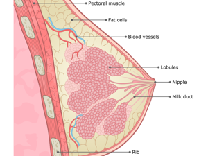 乳腺长了瘤子要做手术严重吗