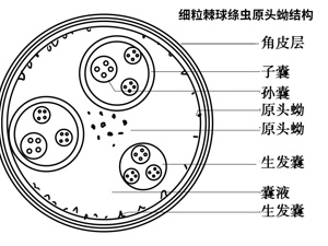 阿米巴原虫