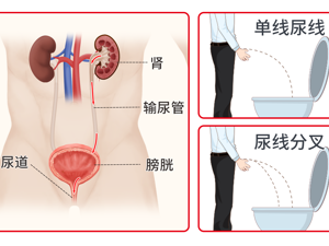 肾脏_小便频数