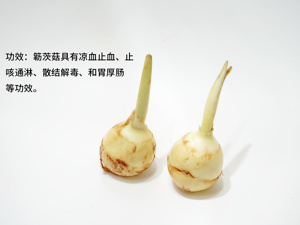 胃黏膜组织_白及