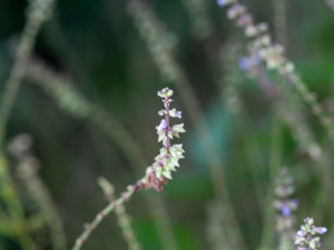 半枝莲和白花蛇舌草和蒲公英的功效和作用