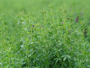 花生黄叶用什么药