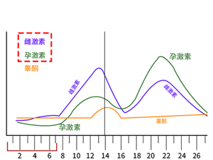 阴道_雌激素分泌异常