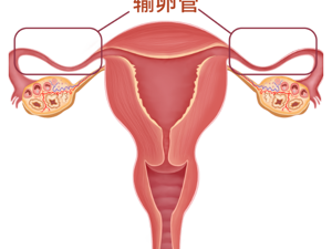 输卵管