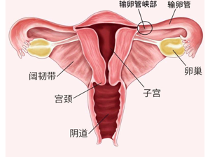 患者_输卵管肿瘤