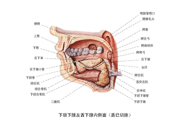 舌头底下有小肉揪是怎么回事不疼