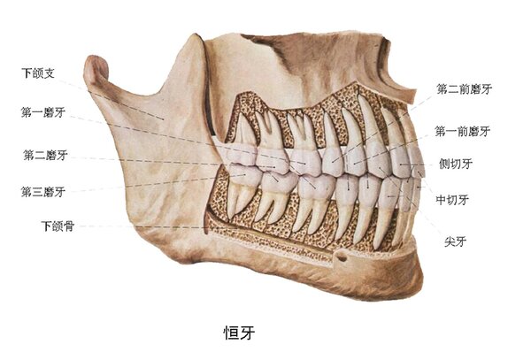 张嘴下颌骨关节响怎么办