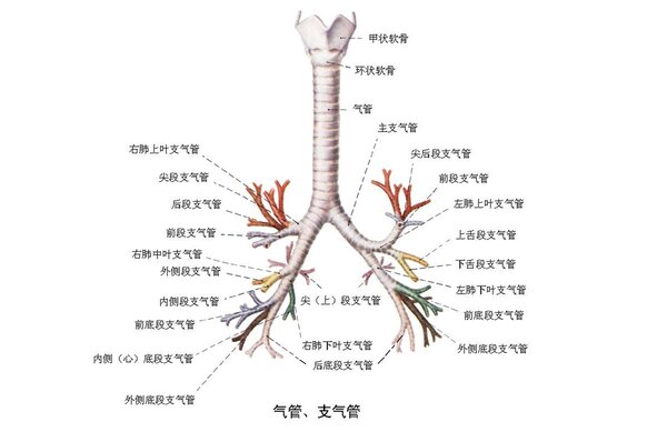 先天性食管闭锁及食管气管瘘分为五型