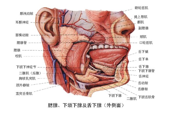 舌头麻麻的没味道是什么原因引起的