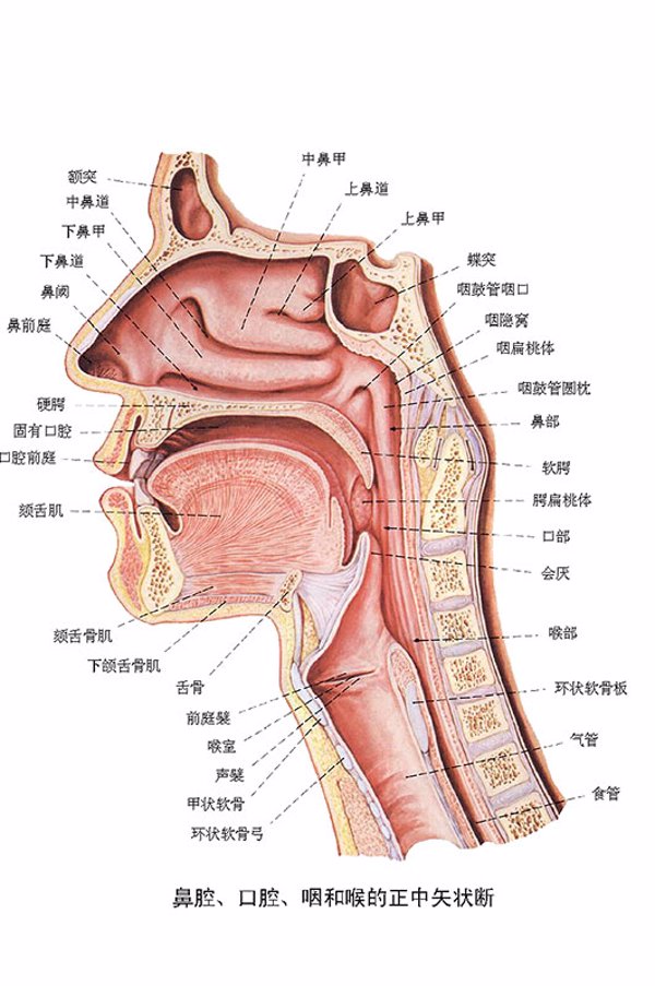 慢性上颌窦炎临床表现