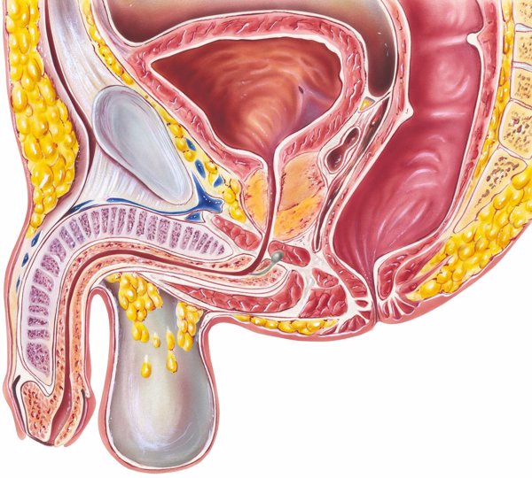 精囊炎会发烧腰疼吗