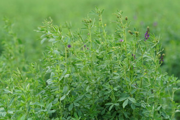 花生黄叶用什么药