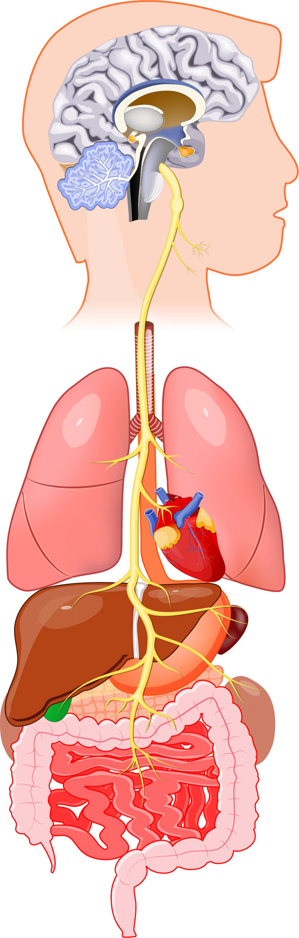 甲状腺转移到肺有什么症状