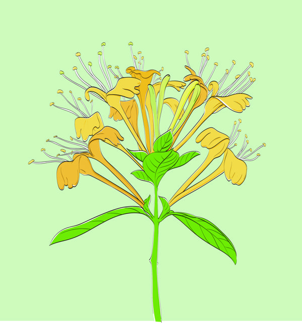 芫花有毒吗