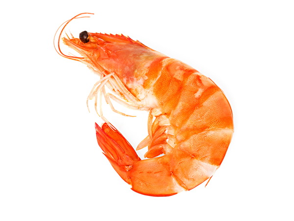 冬瓜虾的做法减肥食谱