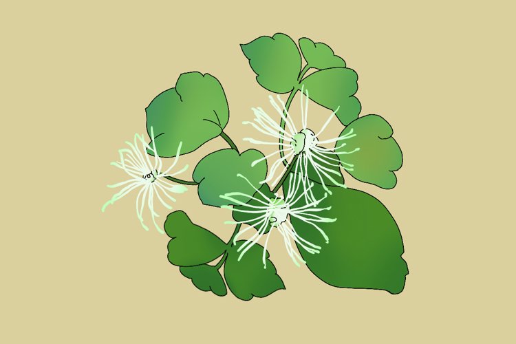 蒲公英是抗癌之王，不仅能杀死癌细胞，还能消结节？别耽误了病情