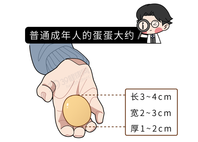 男性的蛋蛋为啥一高一低？这么重要的器官为什么不“藏深”一点？
