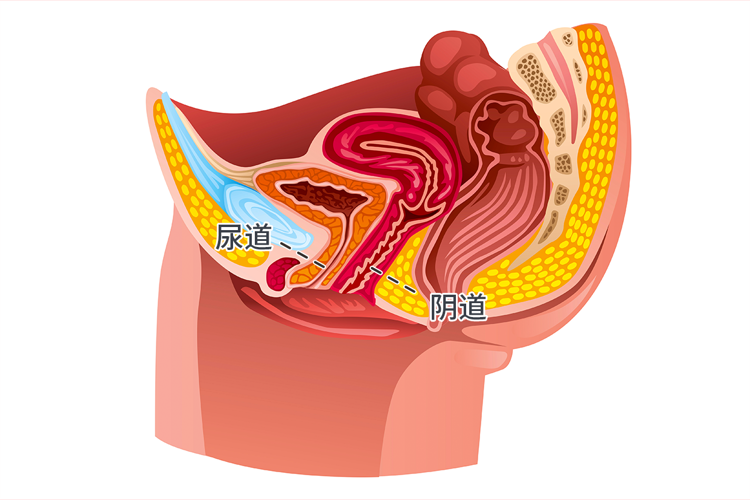 男人重点部位短小,多小才算小?会影响性生活体验吗?