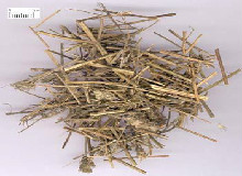 香薷