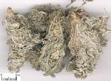 茵陈